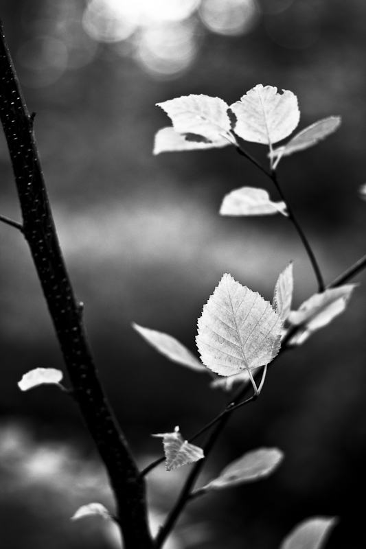 Young Aspen Leaf