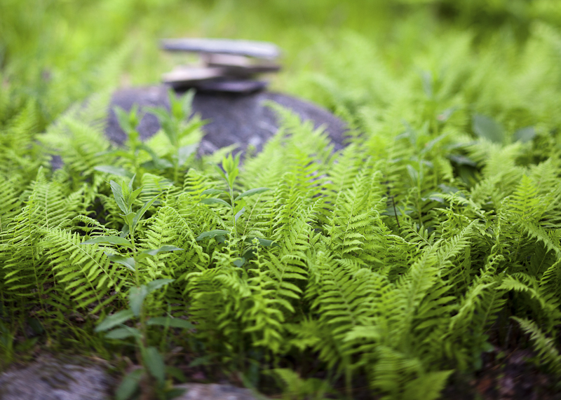 Young Ferns and Piled Rocks