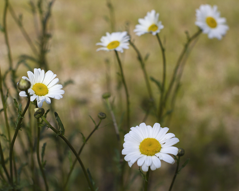 Daisy Bunch in Grass