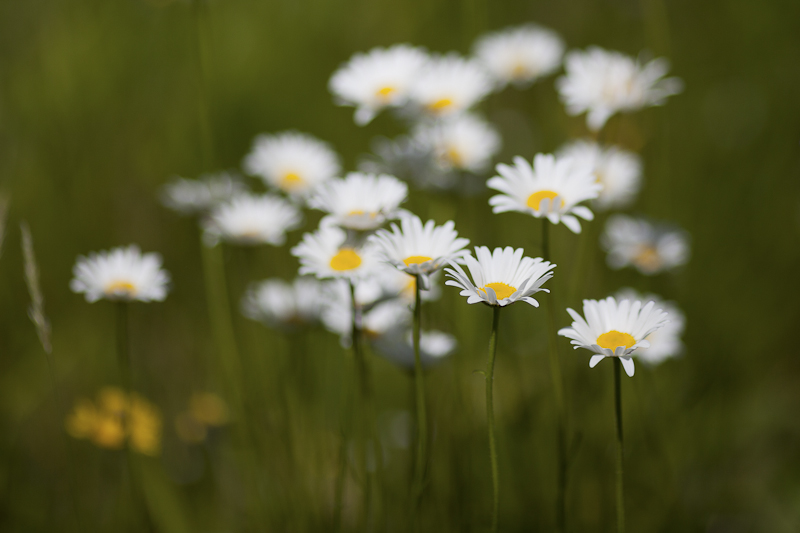 Little Daisy Grouping