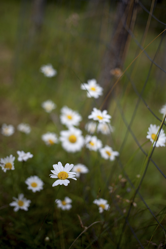 Daisy Bunch by Fencepost, take 2