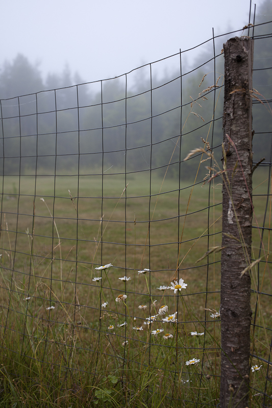 Foggy Morning Daisies
