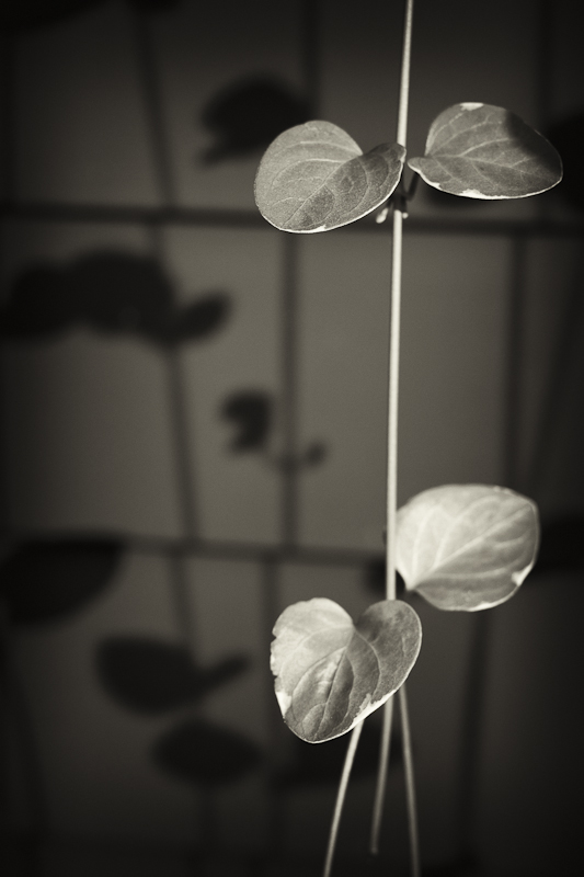 Vinca Major and Shadows