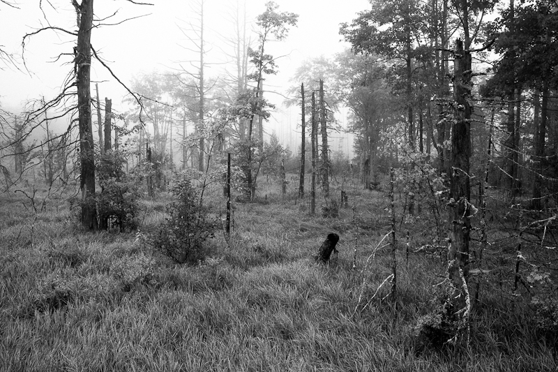 Foggy Wetland Monochrome