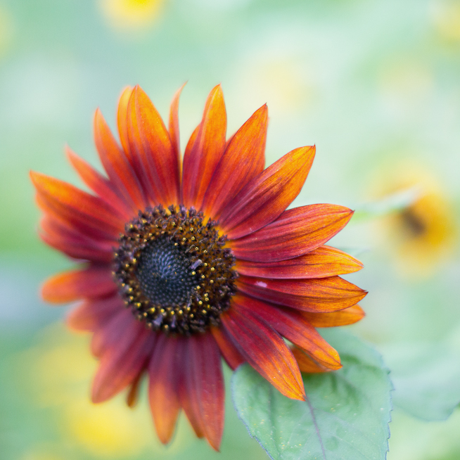 Orange Sunflower Close-up #1