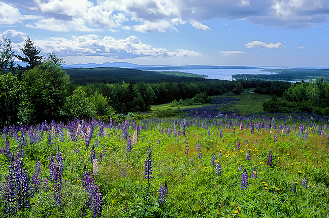 Lupines and Yellow Hawkweed Over Blue Hill Bay