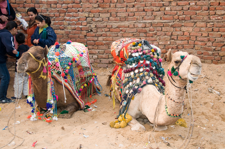 Stationnement pour chameaux  Pushkar