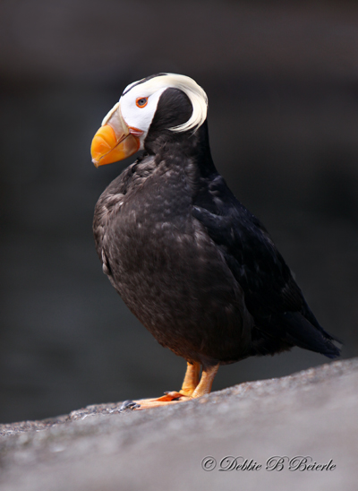 Tufted Puffin
