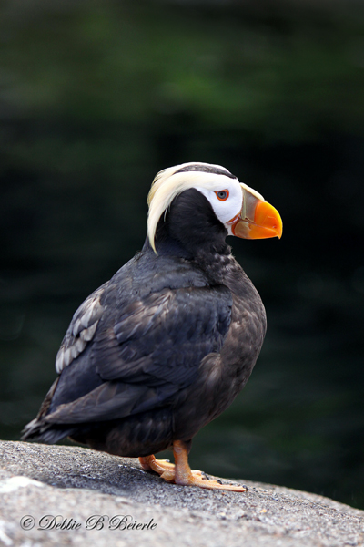 Tufted Puffin 04