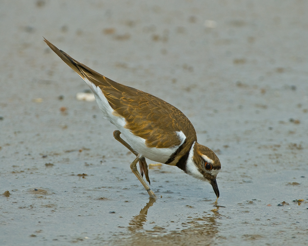 kildeer