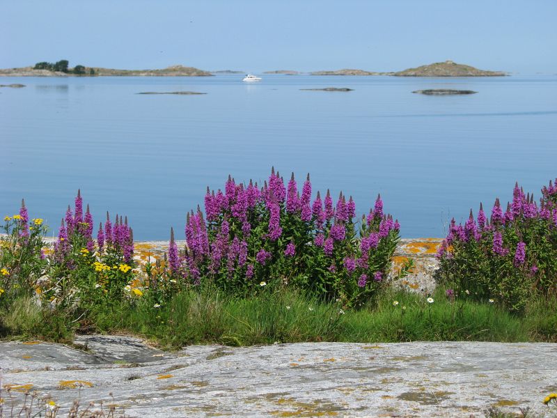 Vy ver Lygna med fackelblomster