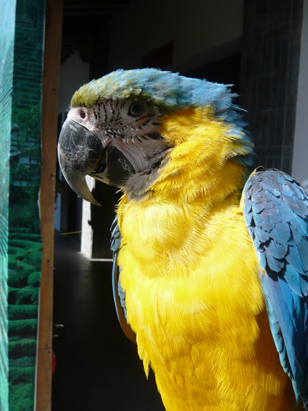 Smart parrot P1010303.JPG