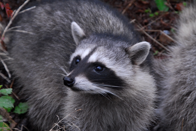 a skunk can be  beautiful DSC_0112.JPG