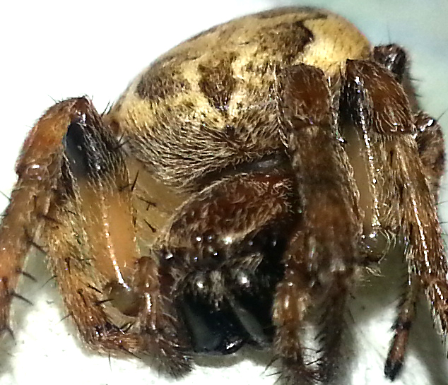 A cute little Spider 