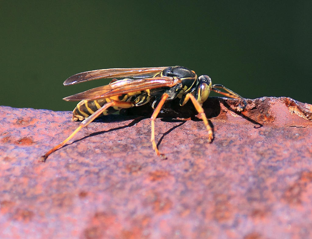 Slow moving yellow jacket on the Keno Bridge 