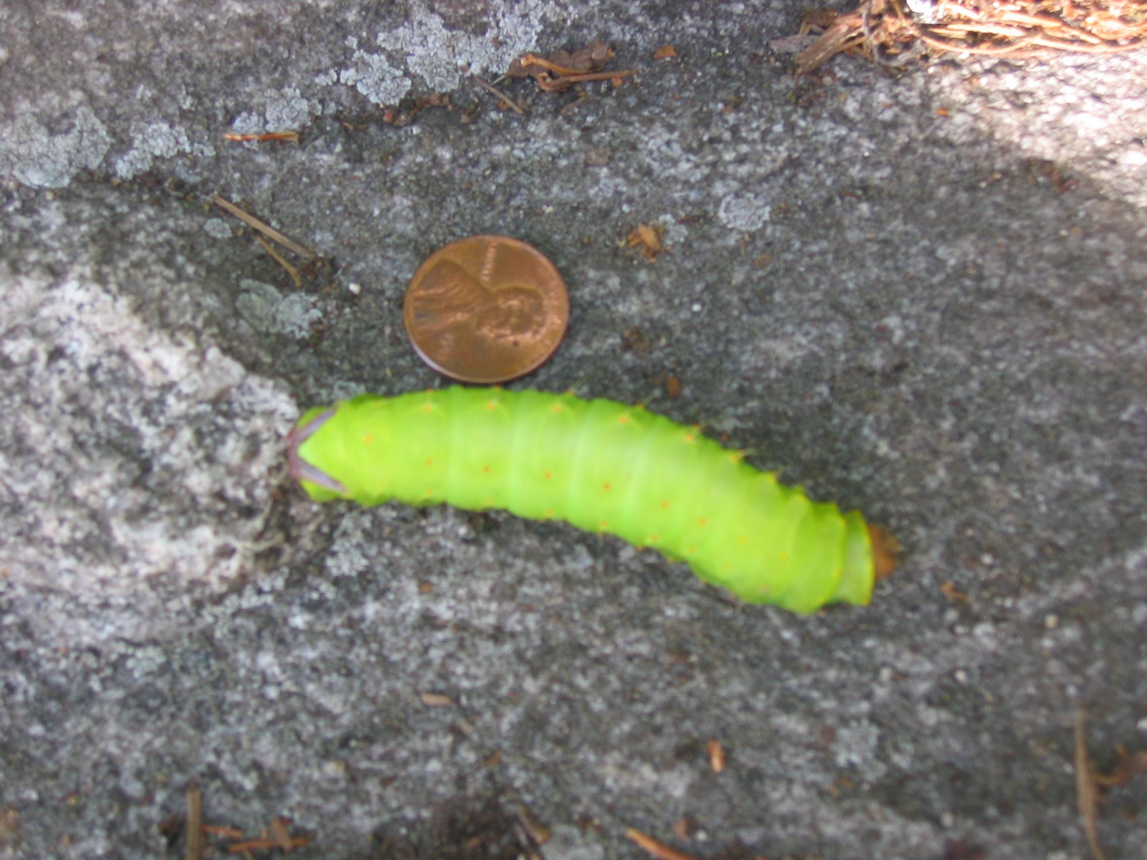 Caterpillar.JPG