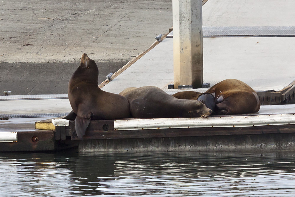 Sea Lions