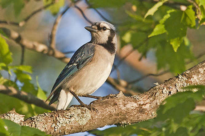 Blue Jay