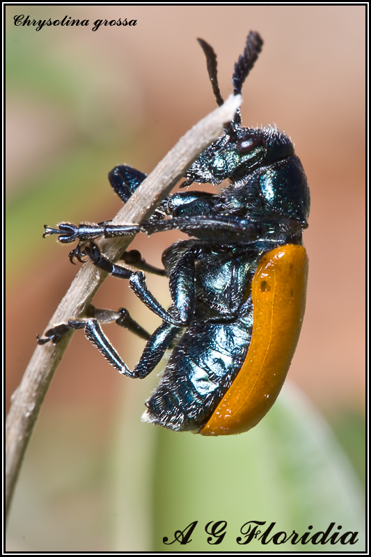 Chrysolina grossa