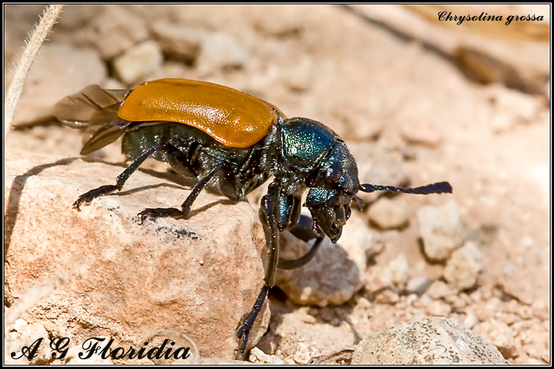 Chrysolina grossa