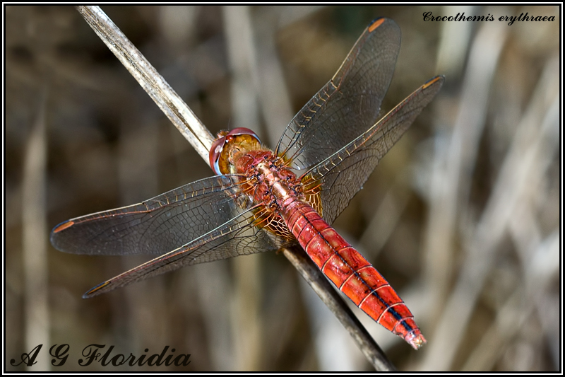 Crocothemis erythraea - female