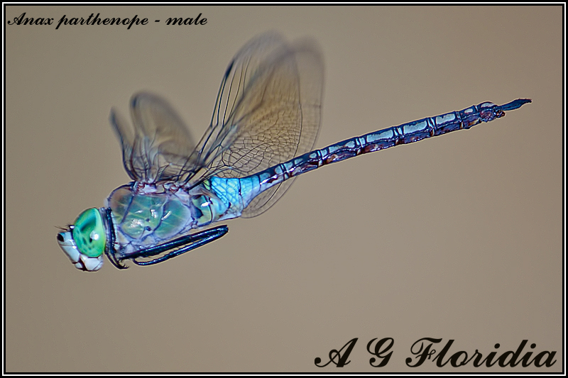 Anax parthenope - male 