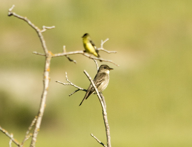 Olive-sided Flycatcher