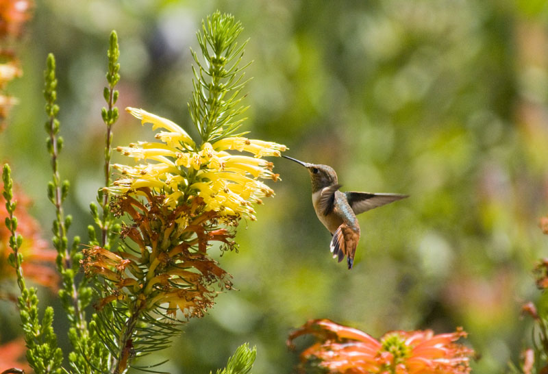 Allens Hummingbird