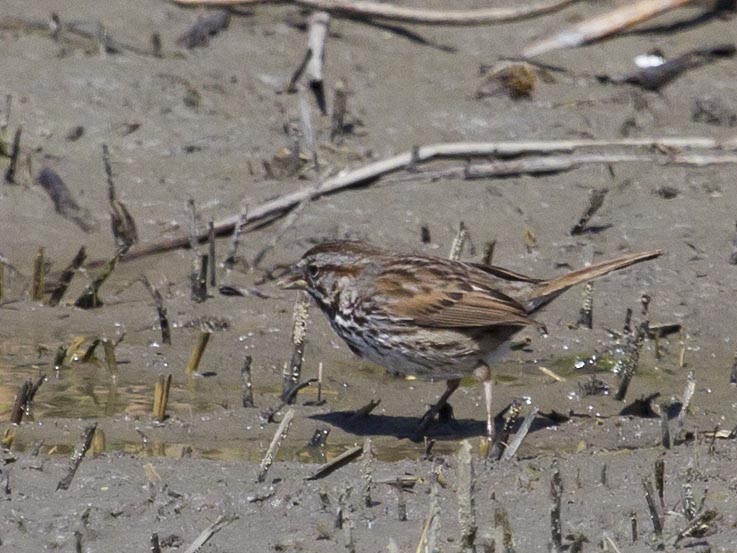 Merced NWR Song Sparrow 1