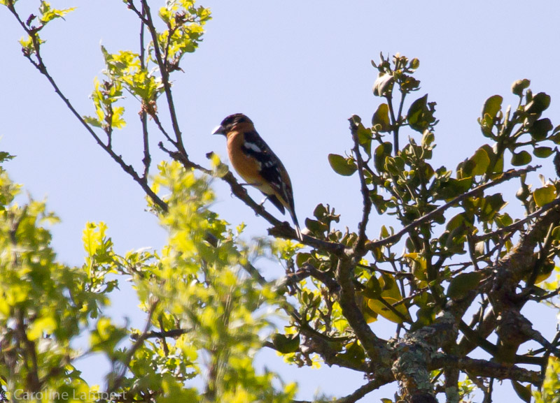Black-headed Grosbeak