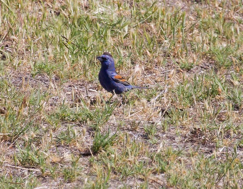 Blue Grosbeak