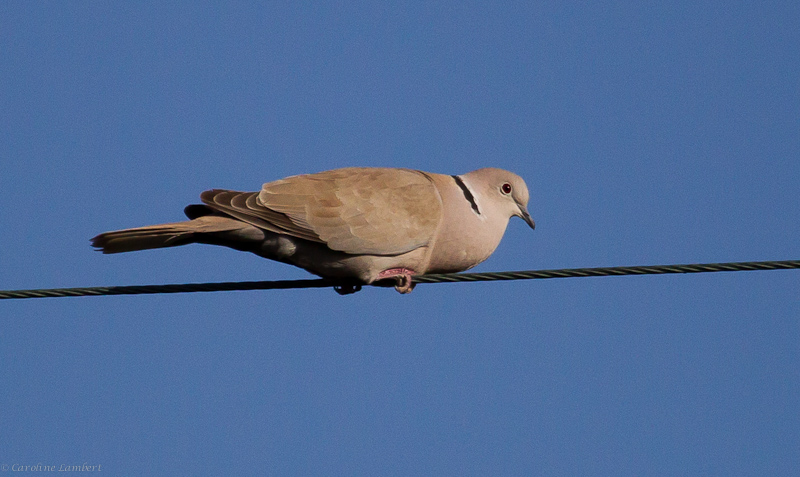 Eurasian Collared-Dove