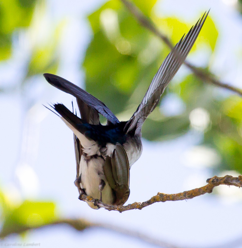 Tree Swallows, mating