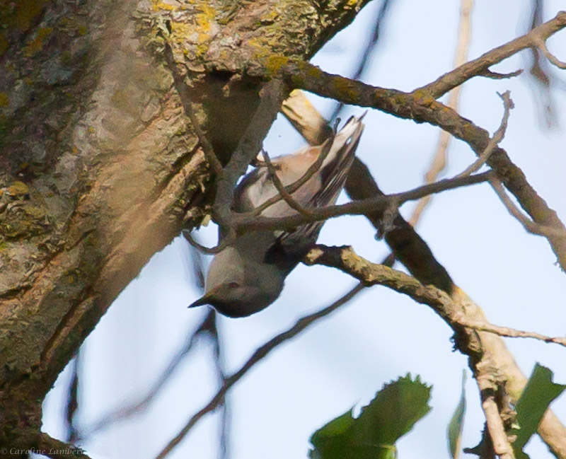 White-breasted Nuthatch