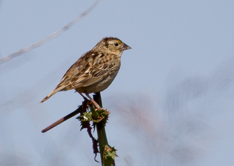 Grasshopper Sparrow
