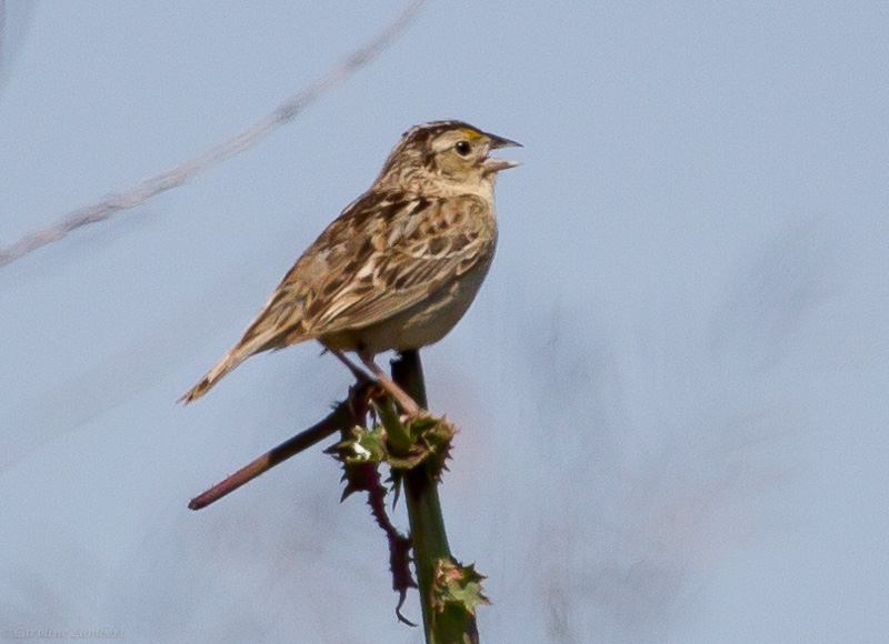 Grasshopper Sparrow