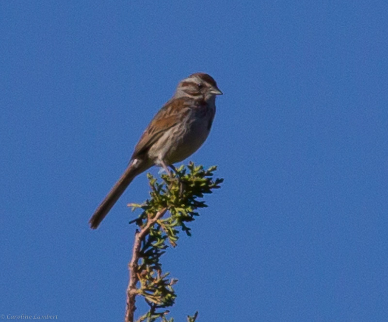 Song Sparrow Eastern Nevada