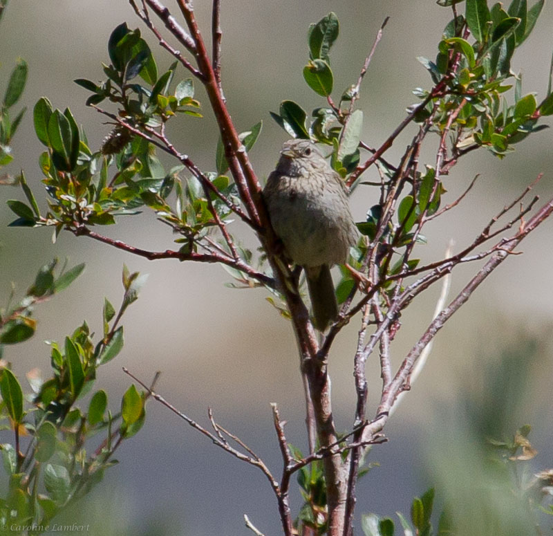 Lincolns Sparrow