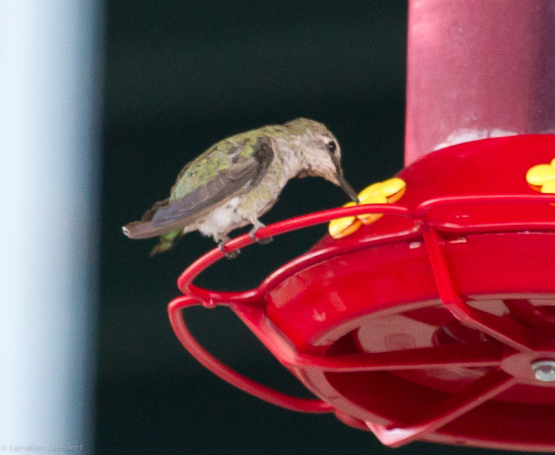 Costas Hummingbird female