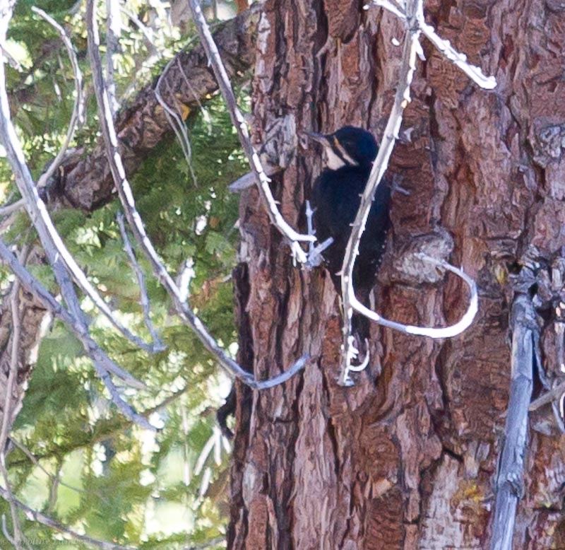 Black-backed Woodpecker