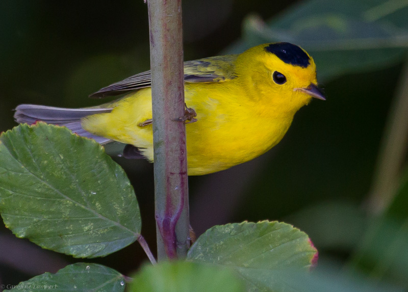 Wilsons Warbler