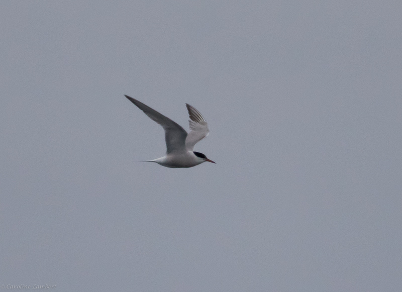 Common Tern