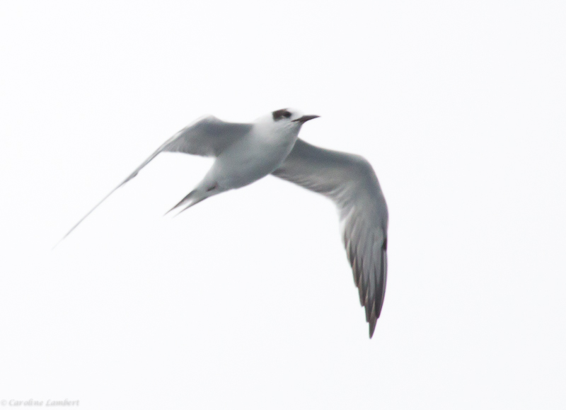 Common Tern