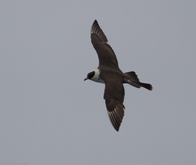 Pomarine Jaeger