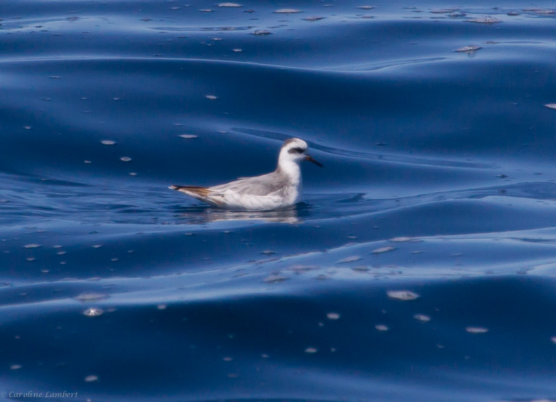 Red Phalarope
