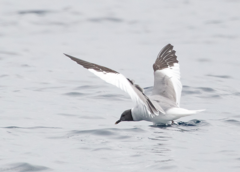 Sabines Gull
