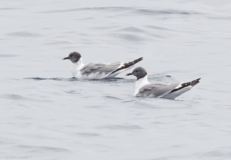 Sabines Gulls