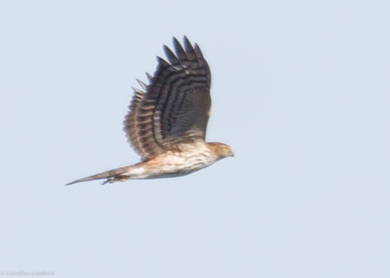 Sharp-shinned Hawk