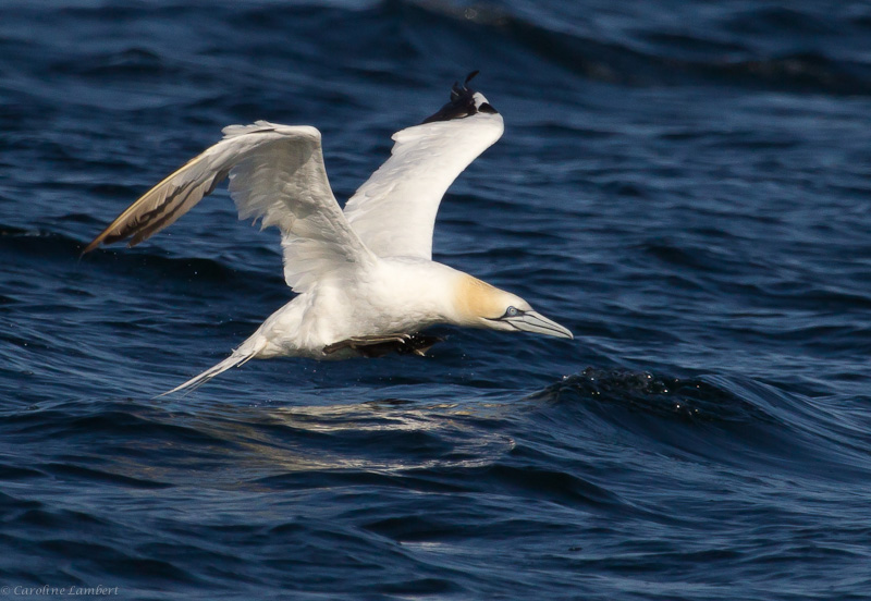 Northern Gannet