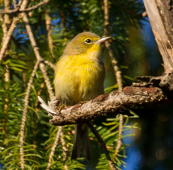 Pine Warbler
